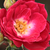 Rosa - Rose Polyanthe - Dopey